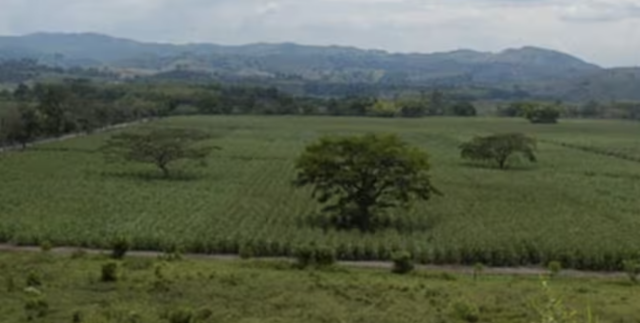 Captura de pantalla 2025-03-12 a la(s) 12.12.18 p.m.